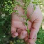 Lepidium draba Ffrwyth