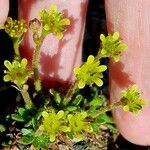 Saxifraga exarata Hoja