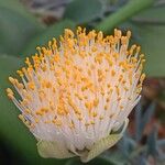 Haemanthus albiflos Lorea