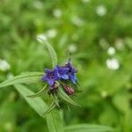 Buglossoides purpurocaerulea 花