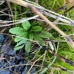 Myosotis nemorosa Leaf