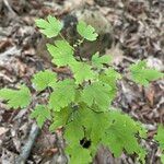 Ribes cynosbati Leaf