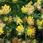 Anthyllis vulneraria Blatt