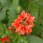Crossandra infundibuliformis Flower