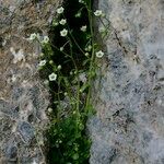 Sedum fragrans Elinympäristö