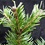 Abies pindrow অভ্যাস