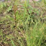 Cyperus subsquarrosus Plante entière