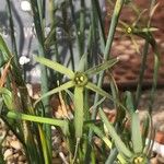 Narcissus viridiflorus 花