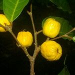Clarisia biflora 果