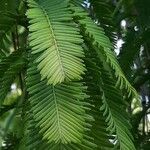 Metasequoia glyptostroboides ഇല