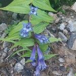 Gentiana asclepiadeaFlower