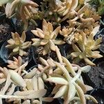 Sedum adolphi Hostoa