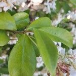 Trachelospermum jasminoides Blad