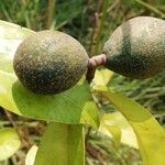 Landolphia owariensis Frucht