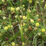 Trifolium campestre Blomma
