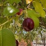 Prunus ilicifolia ഫലം