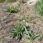 Sonchus maritimus عادت داشتن