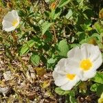 Cistus salviifoliusFlower