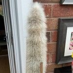 Cleistocactus strausii Frunză