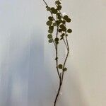 Betula nana Leaf
