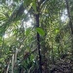Bactris acanthocarpoides Cortiza