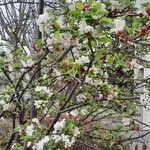 Malus spectabilis Alkat (teljes növény)