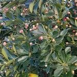 Euonymus japonicus Συνήθη χαρακτηριστικά