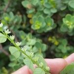 Phyllanthus leucanthus Floro