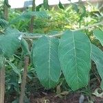 Cotoneaster frigidus Leaf