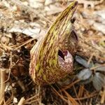 Symplocarpus foetidus Hoja
