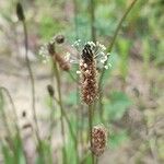 Plantago argentea Virág