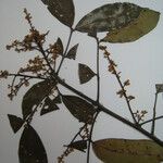 Talisia microphylla Egyéb