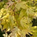 Acer japonicum Blatt