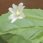 Epilobium roseum Květ