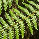 Dicksonia antarctica 葉