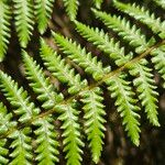 Dicksonia antarctica Leaf