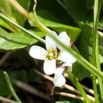Cardamine bellidifolia Květ