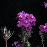 Pedicularis gracilis Yeri