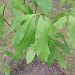 Asimina triloba Fuelha