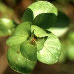 Lythrum borysthenicum Fruit