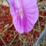 Centrosema virginianum Цвят