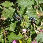 Lantana viburnoides Fruit