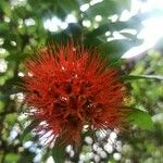 Combretum constrictum 花