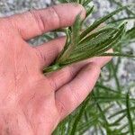 Achillea alpina Folha