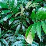 Olfersia cervina 叶