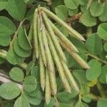 Indigofera spicata Fruto