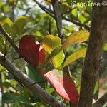 Combretum kraussii Leaf