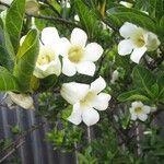 Rothmannia globosa 花