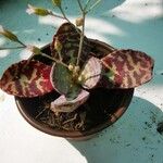 Kalanchoe humilis Blad