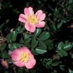 Rosa seraphinii Fula
